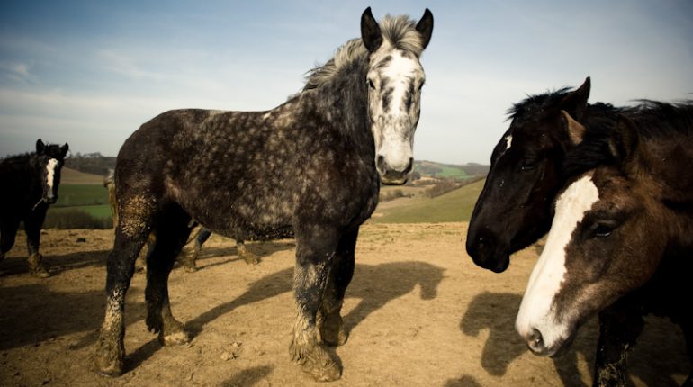 Chevaux de trait croisés Breton/Comtois