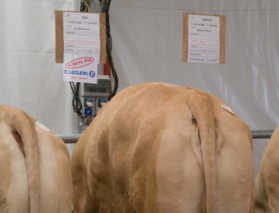 Sensibiliser à la vente de bovins finis aux distributeurs locaux pour récupérer la valeur ajoutée. Tel est le but de ce concours