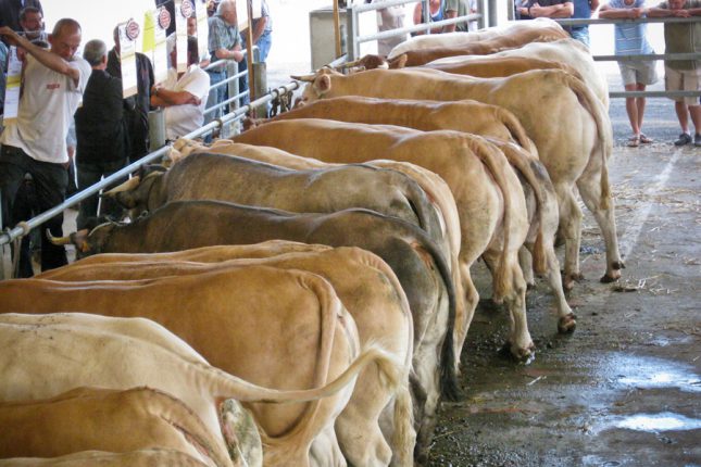 Le 3e concours/vente de bovins de boucherie se tiendra à Saint Gaudens en septembre prochain.