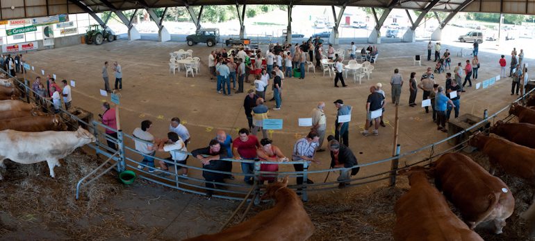 75 vaches témoignaient du savoir-faire des éleveurs du Comminges en matière d'engraissement.