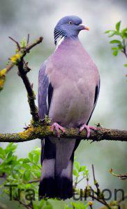 La palombe est le nom donné dans le Sud-Ouest au pigeon ramier.