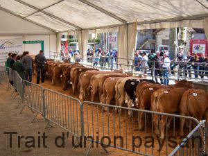 Le jury à l'oeuvre, lors du 1er concours de veaux fermiers du Comminges.
