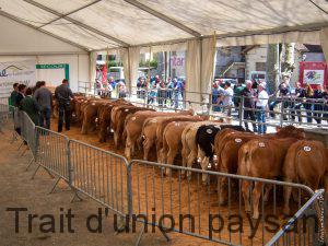 Le jury à l'oeuvre, lors du 1er concours de veaux fermiers du Comminges.