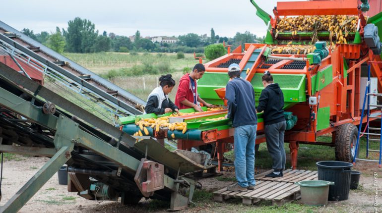 Chantier d'effeuillage de maïs semence.