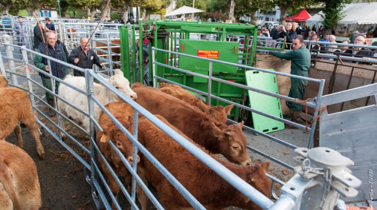 60 veaux ont été vendus pour la première édition de cette Foire aux Broutards.