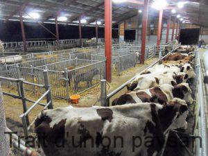 Une fois bloquées dans les couloirs, les vaches sont très calmes