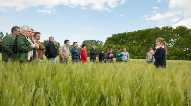 Un des groupes d'agriculteurs suit la présentation d'une élève d'Auzeville sur le désherbage du blé.
