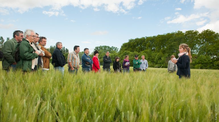 Un des groupes d'agriculteurs suit la présentation d'une élève d'Auzeville sur le désherbage du blé.