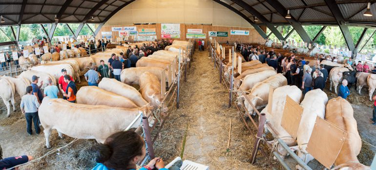 Avec 180 animaux présentés, le concours de bovins de boucherie a atteint sa capacité optimale.