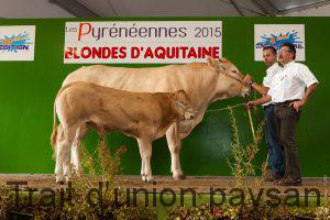 Les concours de race locaux..