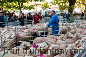 Terre Ovine organise ces ventes d'agnelles de reproduction depuis 30 ans.