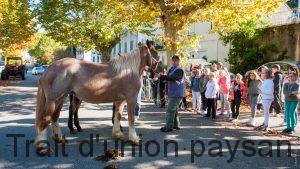 Les chevaux de trait impressionnent toujours autant - et pas uniquement les plus jeunes.