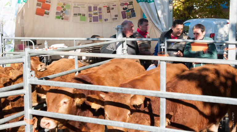 Les prix de vente des broutards ont été supérieurs aux cours.