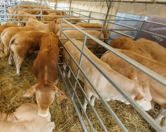 Avec plus de 130 animaux en vente, la Foire 2016 fait mieux que l'année dernière, avec des prix en hausse.