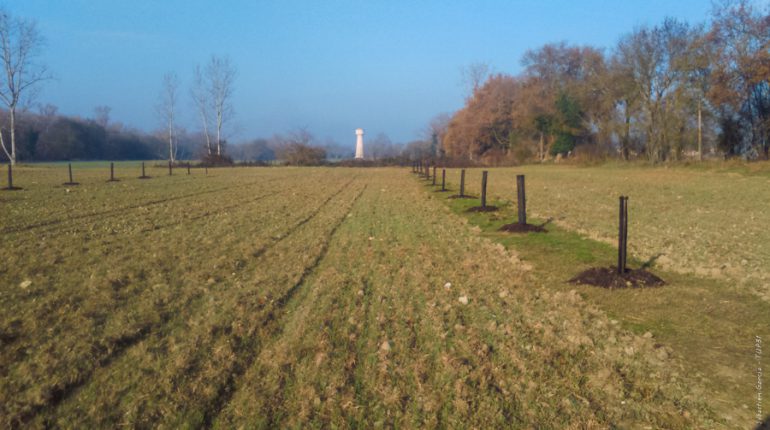 La parcelle verra se succéder deux cultures par an: blé tendre et sarrasin. (photo: Ondes)