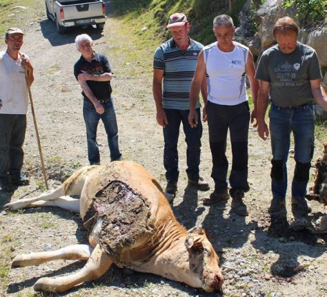 La génisse de Jean-François Delvallez (t-shirt blanc, à droite) a succombé à ses blessures.