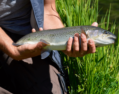 190514-pisciculture-Viviers-du-Comminges-27