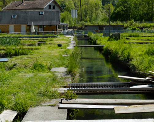 190514-pisciculture-Viviers-du-Comminges-28