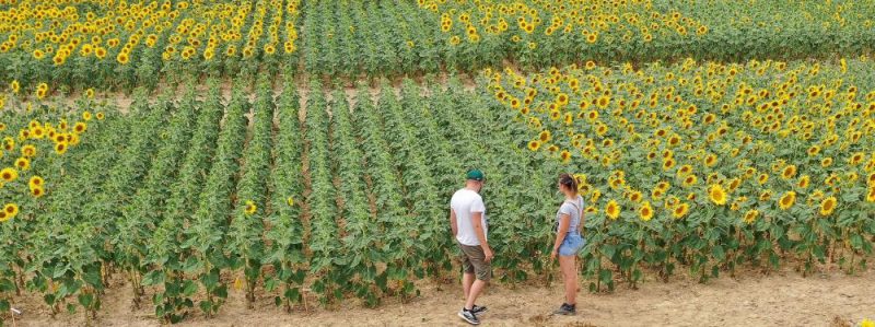 Les variétés du chanvre - Terres Inovia