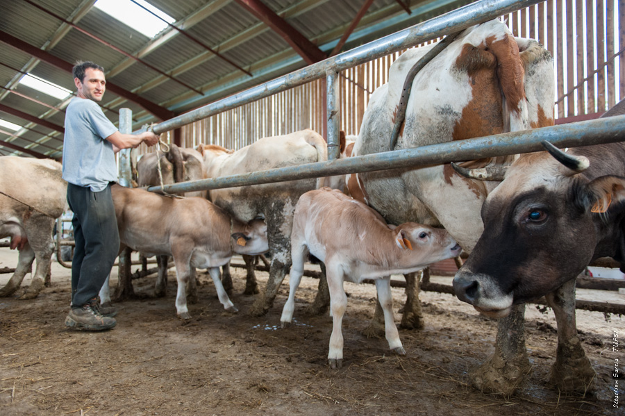 Cliquez sur la photo pour accéder au diaporama Francis Rousseau,installation, Veau sous la Mère, Nicolas Artigues, Trait d'union paysan, tup, tup31, élevage, céréales, viticulture, vaches, bovins, Toulouse, ovins, lait, viande, chevaux, brebis, chèvres, environnement, paysans, Haute-Garonne, chambre d'agriculture, Pyrénées, agriculture, photos ©Sébastien Garcia