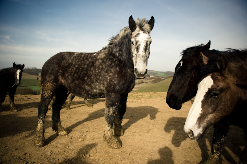 Chevaux de trait croisés Breton/Comtois