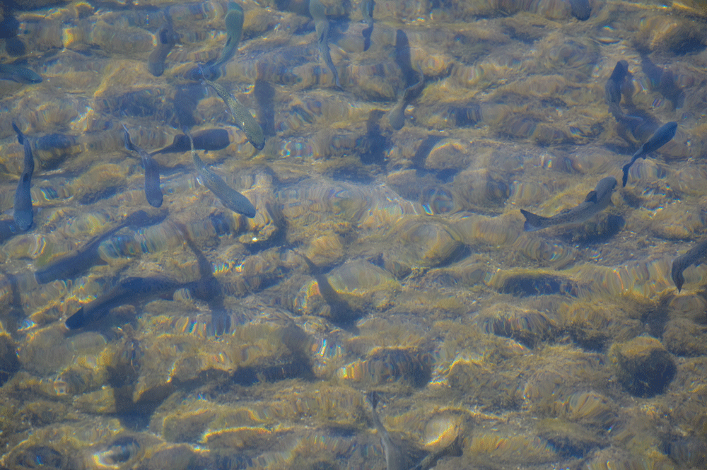 190514-pisciculture-Viviers-du-Comminges-23