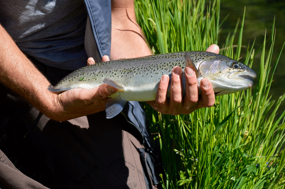 190514-pisciculture-Viviers-du-Comminges-27