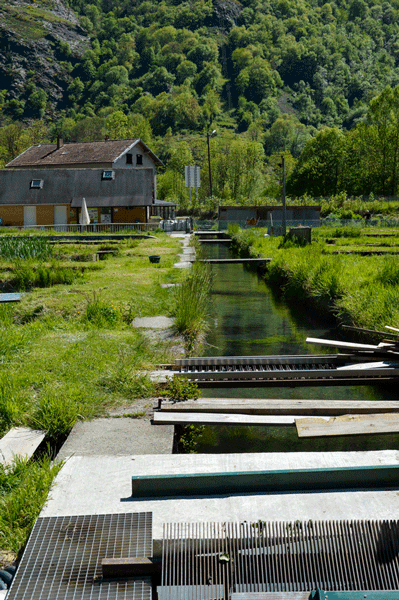 190514-pisciculture-Viviers-du-Comminges-28